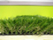 Comfortable Decoration Environmental Friendly Beautiful Customization Waterproof Pretty Look Landscaping Artificial Grass